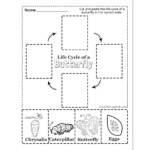 Life Cycle Of A Butterfly Cut And Paste Raising Hooks