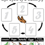 Life Cycle Of A Butterfly FREE Printable Worksheet Butterfly Life