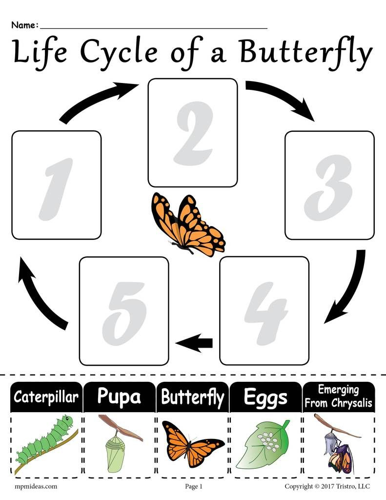  Life Cycle Of A Butterfly FREE Printable Worksheet Butterfly Life 