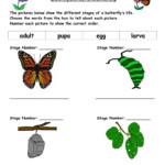 Life Cycle Of A Butterfly Worksheet Have Fun Teaching