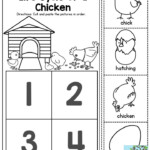 Life Cycle Of A Chicken Which Came First The Chicken Or The Egg