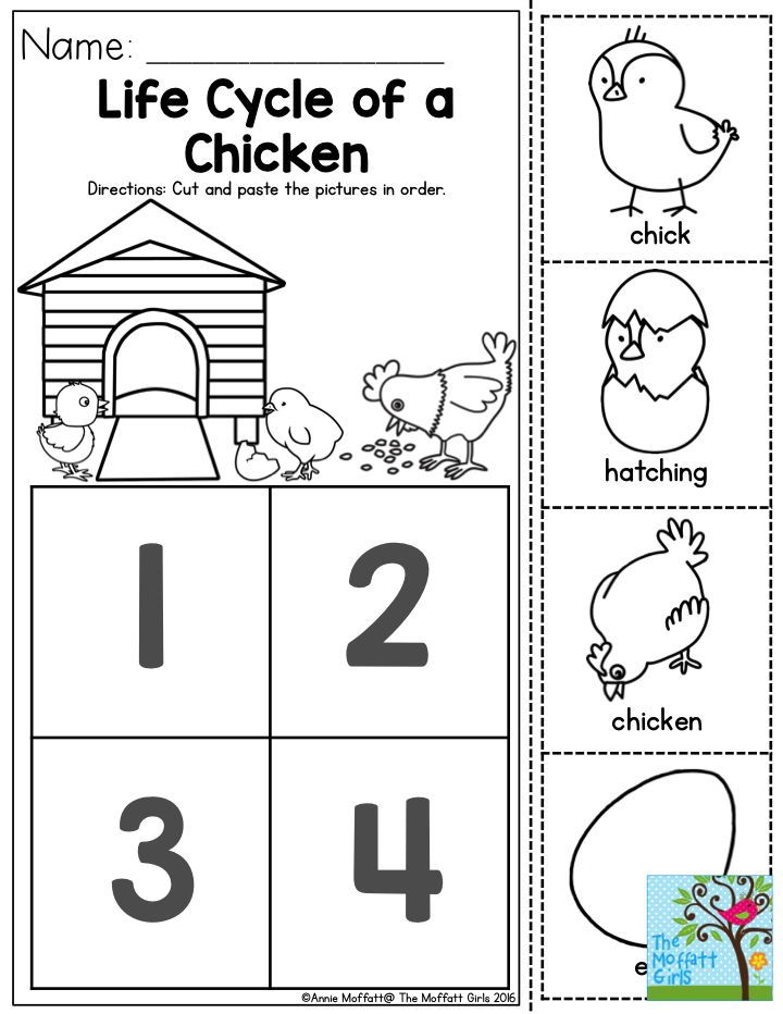 Life Cycle Of A Chicken Which Came First The Chicken Or The Egg 