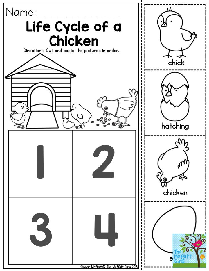 Life Cycle Of A Chicken Worksheet Google Search Farm Preschool