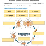 Life Cycle Of A Cockroach Worksheet