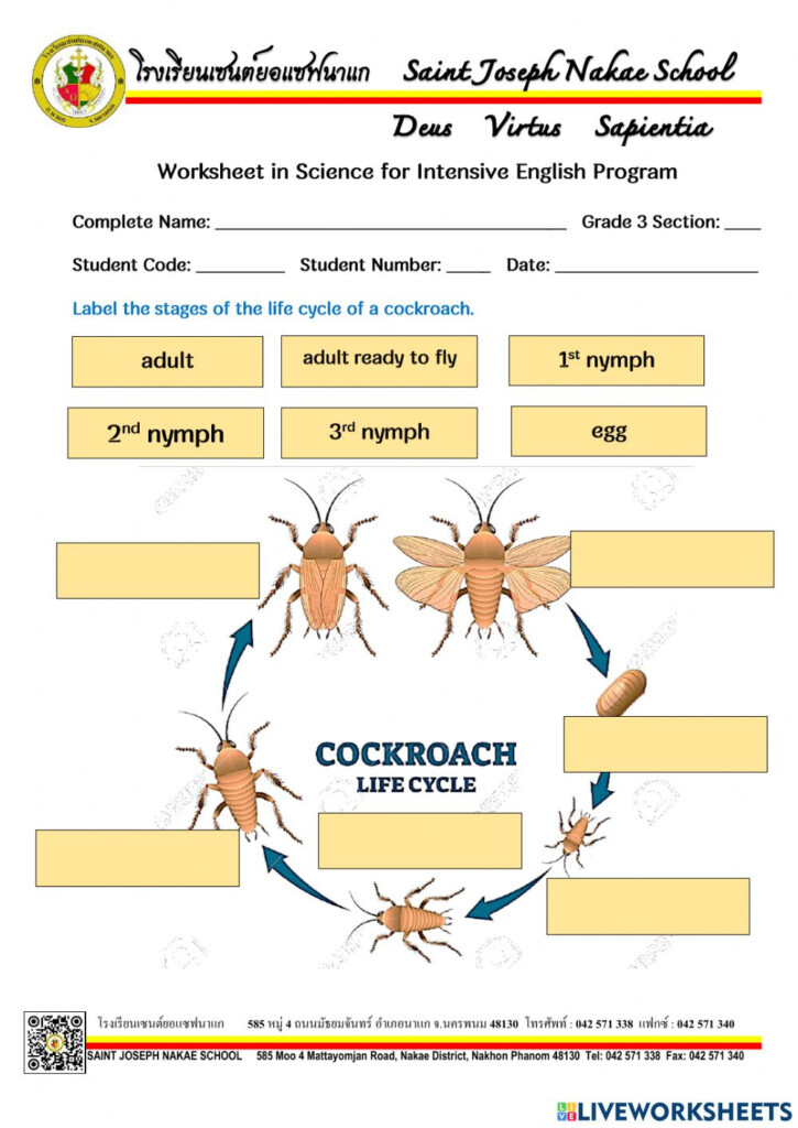 Life Cycle Of A Cockroach Worksheet