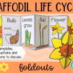 Life Cycle Of A Daffodil Science Foldouts KS1 Teaching Resources