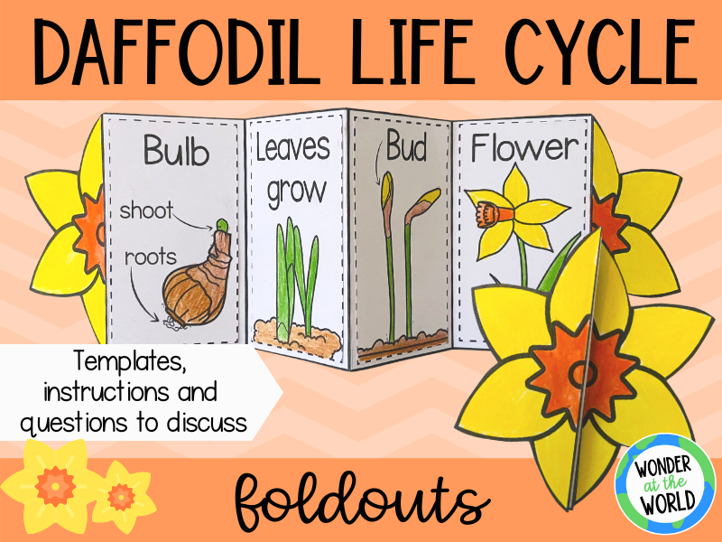 Life Cycle Of A Daffodil Science Foldouts KS1 Teaching Resources