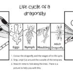 Life Cycle Of A Dragonfly Foldable Teaching Resources Life Cycles