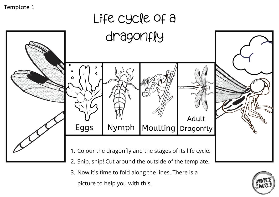 Life Cycle Of A Dragonfly Foldable Teaching Resources Life Cycles 