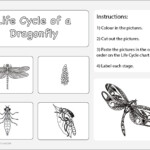 Life Cycle Of A Dragonfly Worksheet 2 Studyladder Interactive