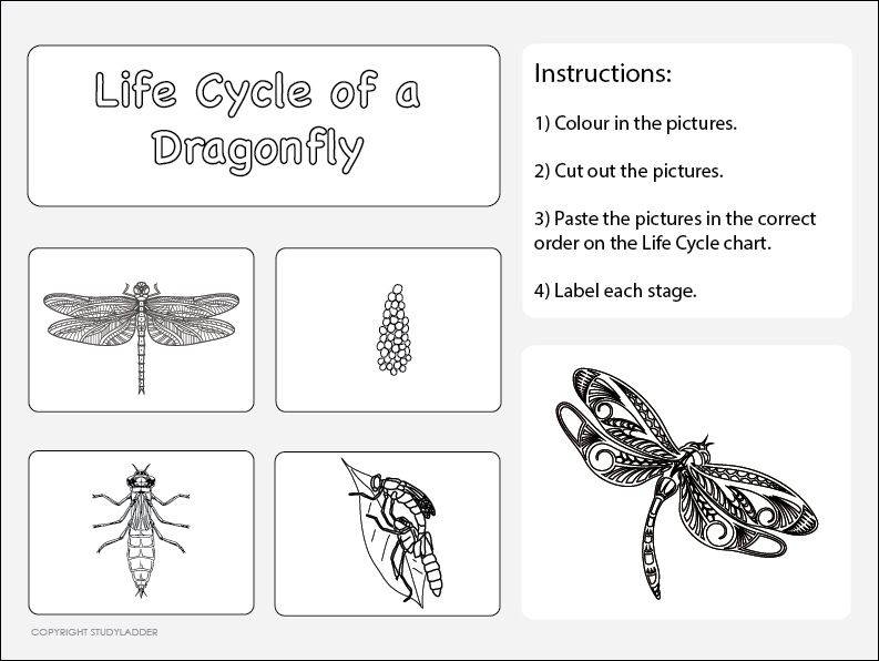 Life Cycle Of A Dragonfly Worksheet 2 Studyladder Interactive 