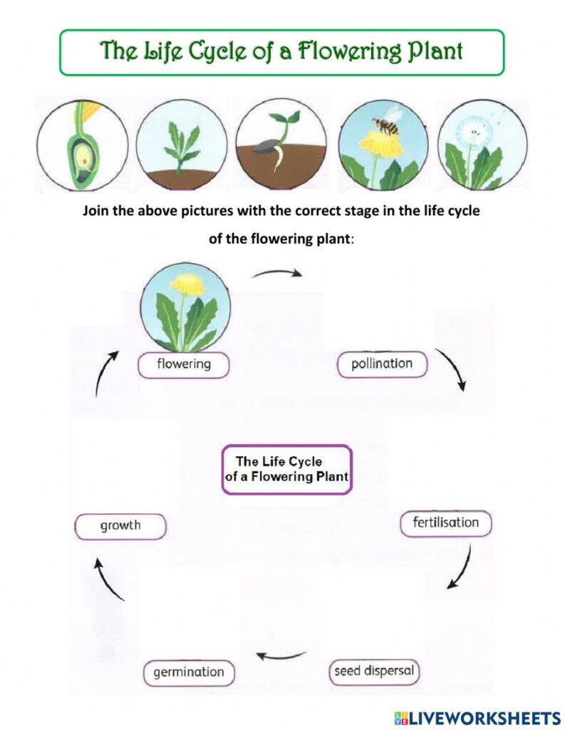 Life Cycle Of A Flowering Plant Interactive Worksheet
