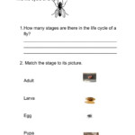 Life Cycle Of A Fly Worksheet