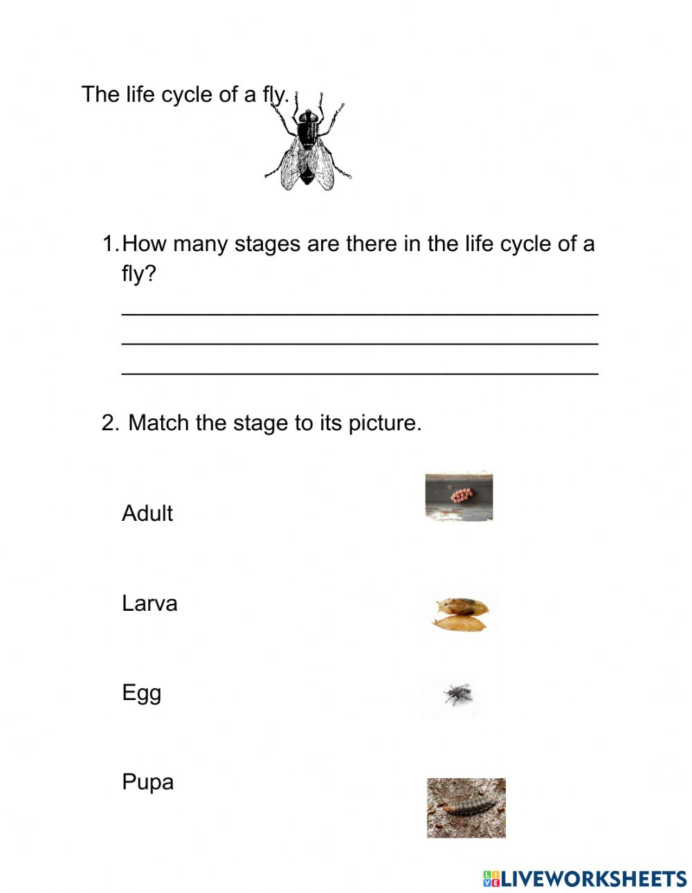 Life Cycle Of A Fly Worksheet