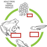 Life Cycle Of A Frog Activity