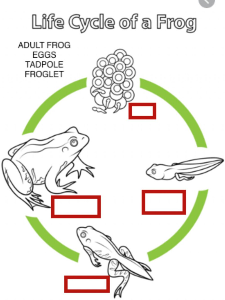 Life Cycle Of A Frog Activity