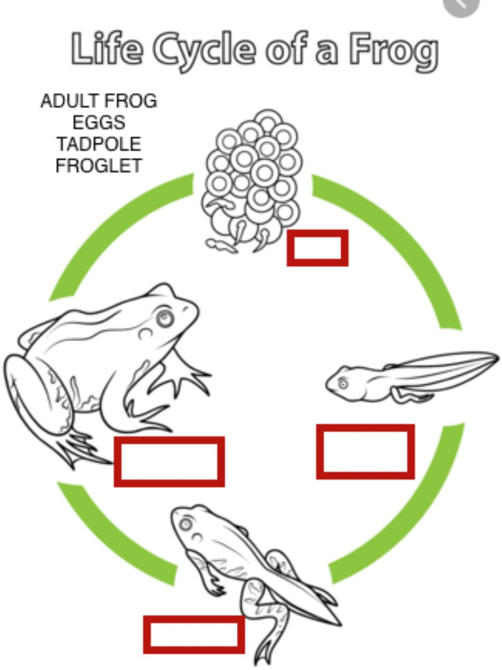 Life Cycle Of A Frog Activity