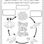 Life Cycle Of A Frog Worksheet Johnny Croft
