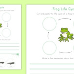 Life Cycle Of A Frog Worksheets 99Worksheets