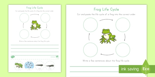 Life Cycle Of A Frog Worksheets 99Worksheets