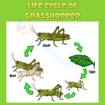 Life Cycle Of A Grasshopper 2 Worksheet Zone