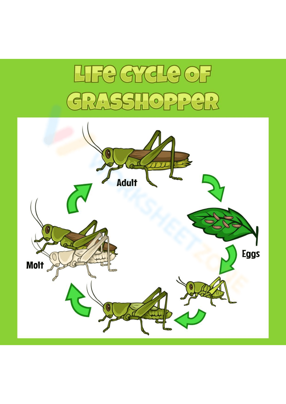 Life Cycle Of A Grasshopper 2 Worksheet Zone