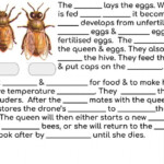 Life Cycle Of A Honey Bee Interactive Worksheet