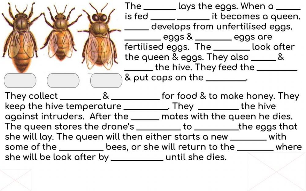 Life Cycle Of A Honey Bee Interactive Worksheet