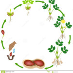 Life Cycle Of A Peanut Plant On A White Background Stock Vector