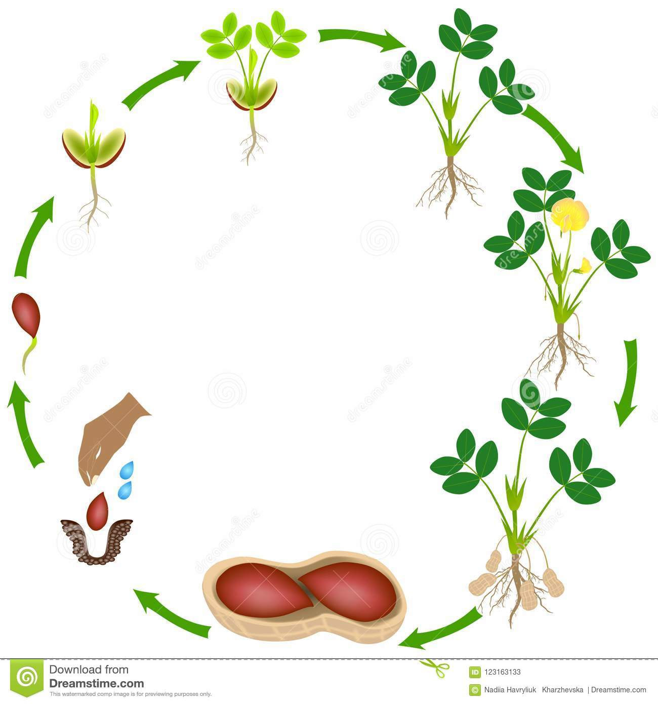 Life Cycle Of A Peanut Plant On A White Background Stock Vector 