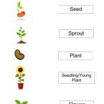 Life Cycle Of A Plant Activity