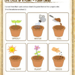 Life Cycle Of A Plant Flash Cards View 2nd Grade Kids SoD