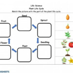 Life Cycle Of A Plant Worksheets 99Worksheets