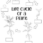 Life Cycle Of A Seed Worksheet Isaiah Bartels