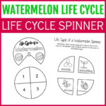 Life Cycle Of A Watermelon Worksheets For Preschool