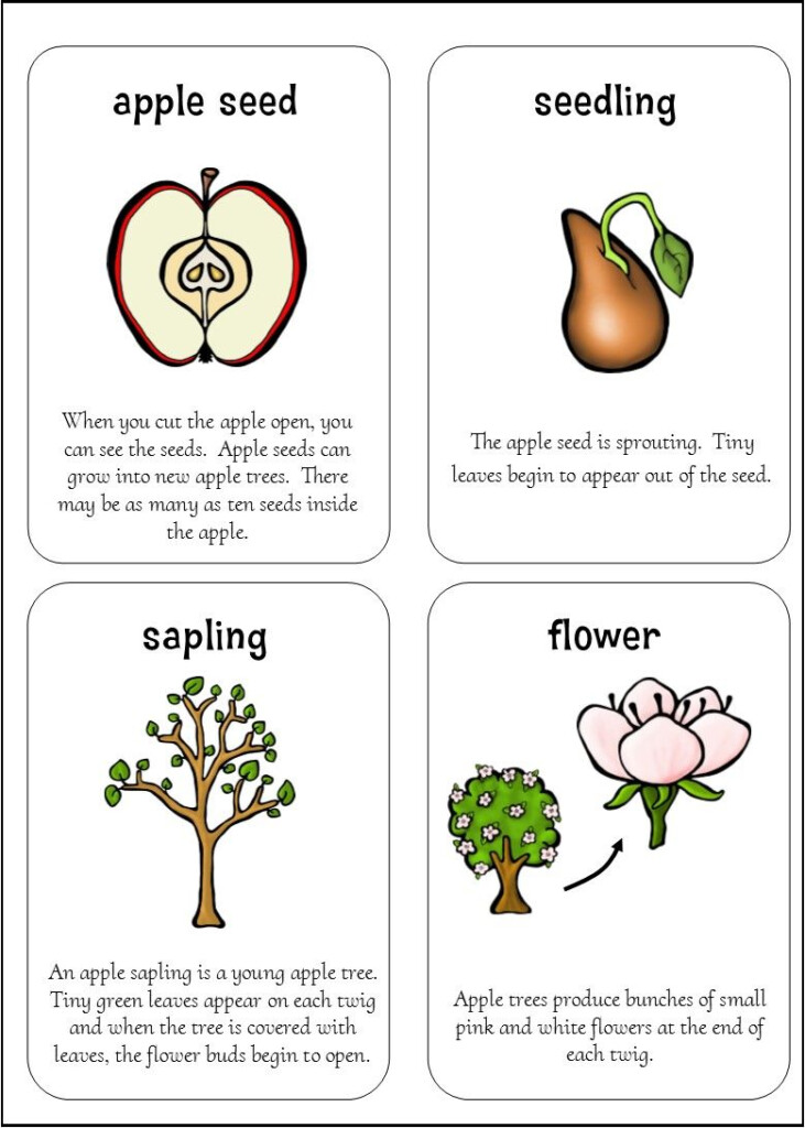 Life Cycle Of An Apple