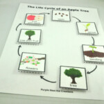 Life Cycle Of An Apple Tree Worksheet Apple Life Cycle Fall Etsy