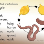 Life Cycle Of An Earthworm Word Mat SB11646 SparkleBox Life