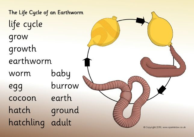 Life Cycle Of An Earthworm Word Mat SB11646 SparkleBox Life 