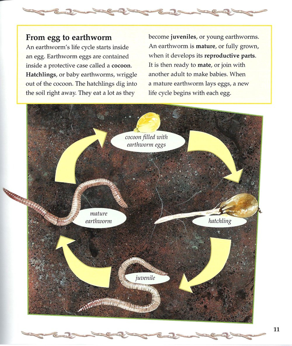 Life Cycle Of An Earthworm