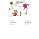 Life Cycle Of Angiosperm Worksheet