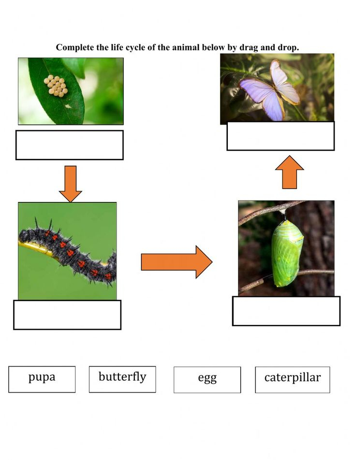 Life Cycle Of Butterfly Interactive Worksheet Butterfly Life Cycle 