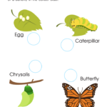 Life Cycle Of Butterfly Worksheet Free Printable PDF For Kids