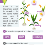 Life Cycle Of Corn Worksheet For Kids