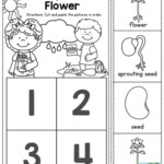 Life Cycle Of Plant Worksheet In 2023 Plant Life Cycle Worksheet Flower Life Cycle Spring
