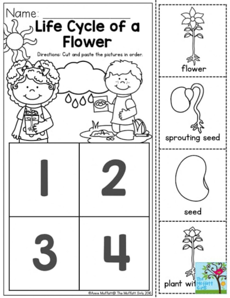 Life Cycle Of Plant Worksheet In 2023 Plant Life Cycle Worksheet Flower Life Cycle Spring 