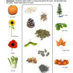 Life Cycle Of Plants Matching Worksheet In 2020 Plants Worksheets