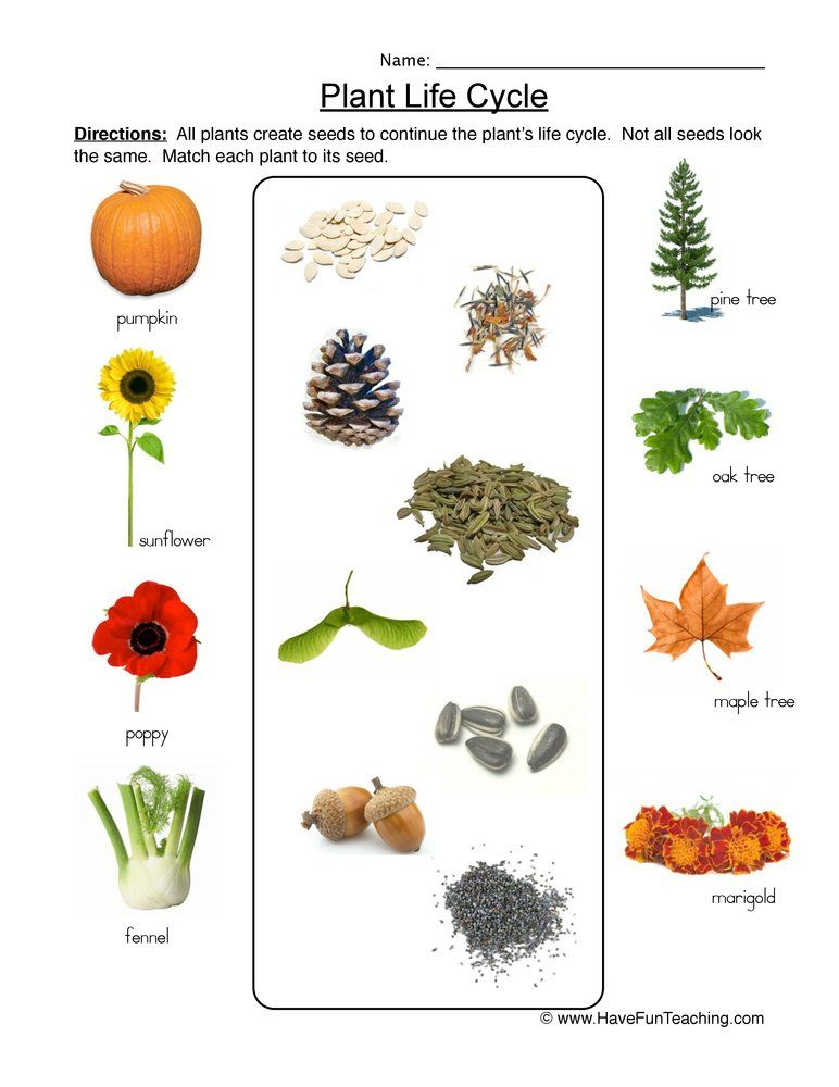 Life Cycle Of Plants Matching Worksheet In 2020 Plants Worksheets