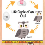 Life Cycle Of The Owl Forest Animal Inquiry based Learning