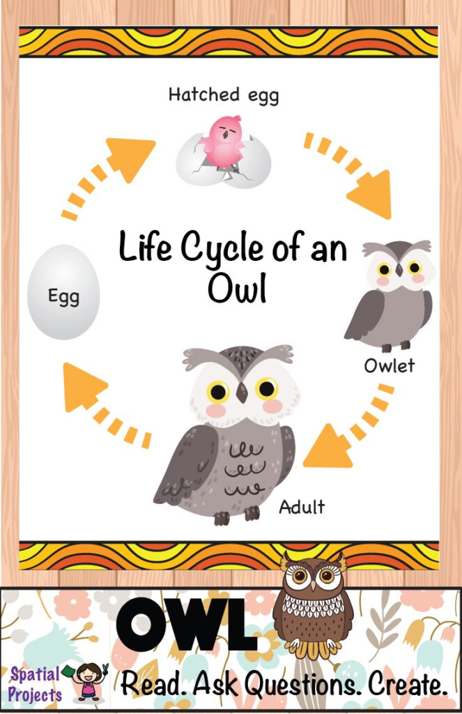 Life Cycle Of The Owl Forest Animal Inquiry based Learning 